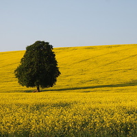 Buy canvas prints of Lone Beech Tree in Yellow Field by Elizabeth Debenham