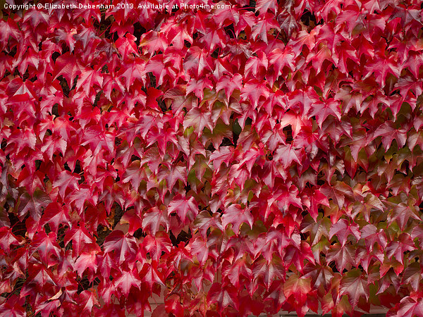 Boston Ivy in Autumn Picture Board by Elizabeth Debenham