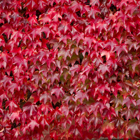 Buy canvas prints of Boston Ivy in Autumn by Elizabeth Debenham