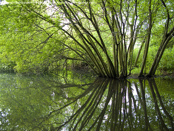 Reflected Willow Picture Board by Elizabeth Debenham