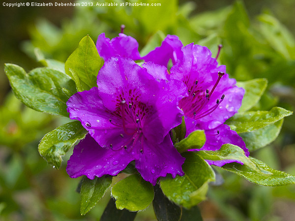 Purple Azalea after Rain Picture Board by Elizabeth Debenham