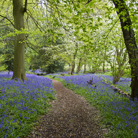 Buy canvas prints of Bluebell Woodland with Blossom Confetti by Elizabeth Debenham