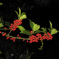 Buy canvas prints of Sprig of Holly Berries on Black by Elizabeth Debenham