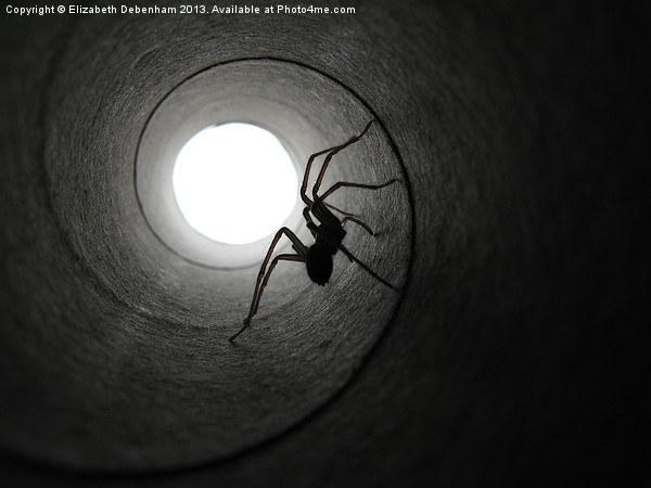 Spider in a Tunnel Picture Board by Elizabeth Debenham