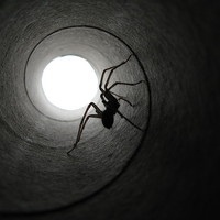 Buy canvas prints of Spider in a Tunnel by Elizabeth Debenham