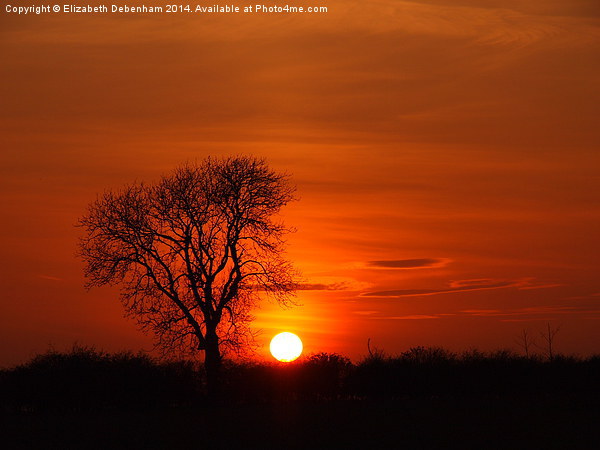 Tree silhouette in a sunset blaze Picture Board by Elizabeth Debenham