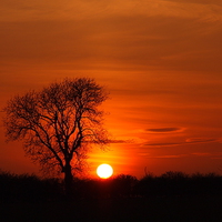 Buy canvas prints of Tree silhouette in a sunset blaze by Elizabeth Debenham