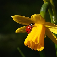 Buy canvas prints of Ladybird on Daffodil in Sunshine by Elizabeth Debenham