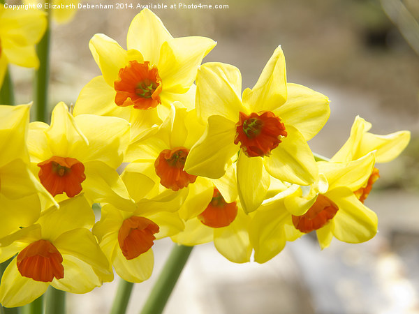Daffodils in Spring light Picture Board by Elizabeth Debenham