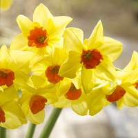 Buy canvas prints of Daffodils in Spring light by Elizabeth Debenham