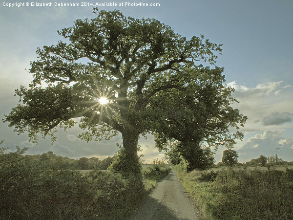 Brilliant sunburst in an Oak tree in a country lan Picture Board by Elizabeth Debenham