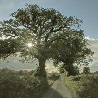 Buy canvas prints of Brilliant sunburst in an Oak tree in a country lan by Elizabeth Debenham