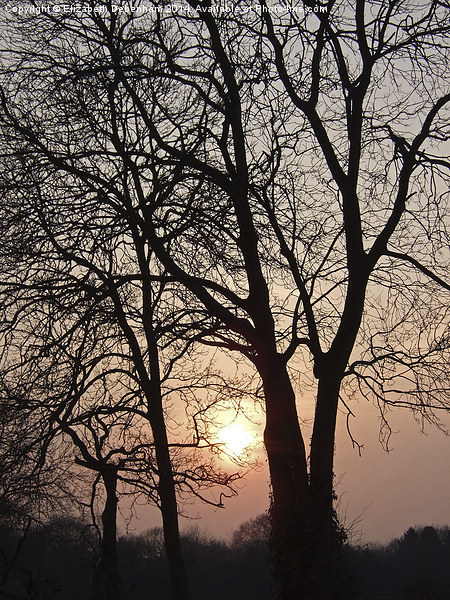 Tree Sihouettes at Dusk Picture Board by Elizabeth Debenham