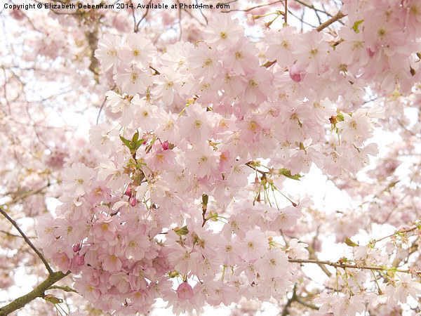 Beautiful pink Spring blossom. Picture Board by Elizabeth Debenham