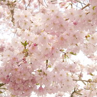 Buy canvas prints of Beautiful pink Spring blossom. by Elizabeth Debenham