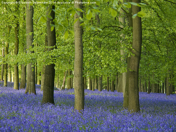 Bluebells in Hertfordshire Picture Board by Elizabeth Debenham