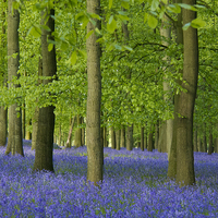 Buy canvas prints of Bluebells in Hertfordshire by Elizabeth Debenham