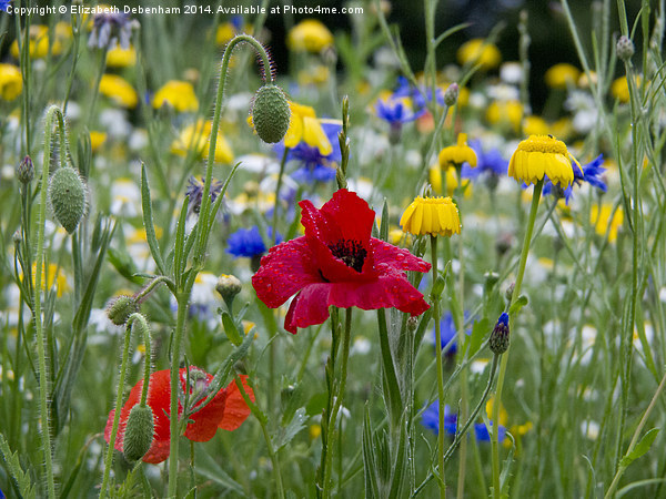 Colourful June wildflowers after rain. Picture Board by Elizabeth Debenham