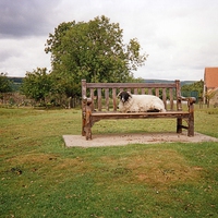 Buy canvas prints of Sheep on bench in Goathland, North Yorkshire Moors by Elizabeth Debenham