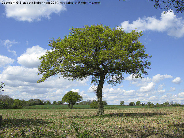  Single Oak tree on farmland in spring. Picture Board by Elizabeth Debenham