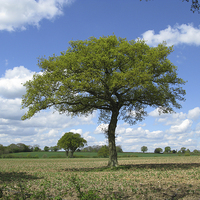 Buy canvas prints of  Single Oak tree on farmland in spring. by Elizabeth Debenham