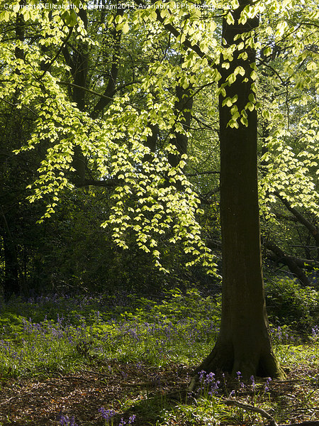  Shimmering Beech leaves in May Woodland Picture Board by Elizabeth Debenham
