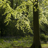 Buy canvas prints of  Shimmering Beech leaves in May Woodland by Elizabeth Debenham