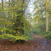 Buy canvas prints of  An Autumn Glade at Flaunden, Hertfordshire. by Elizabeth Debenham