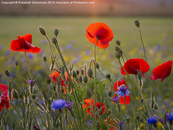  Poppies and cornflowers in evening sun Picture Board by Elizabeth Debenham
