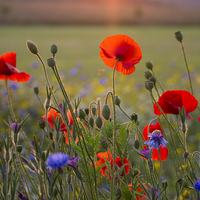 Buy canvas prints of  Poppies and cornflowers in evening sun by Elizabeth Debenham
