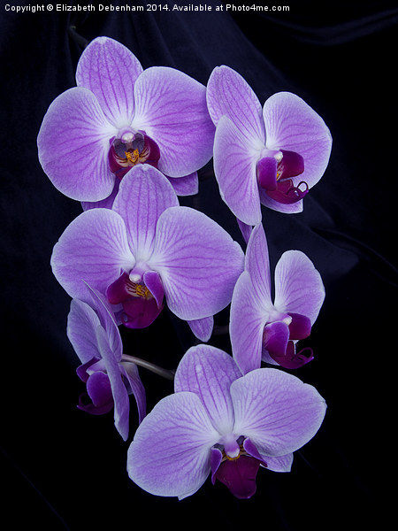  Purple Orchid; Phalaenopsis, on Black Velvet Picture Board by Elizabeth Debenham