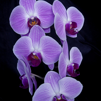 Buy canvas prints of  Purple Orchid; Phalaenopsis, on Black Velvet by Elizabeth Debenham