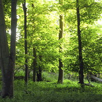 Buy canvas prints of Young Leaves in May Woodland by Elizabeth Debenham