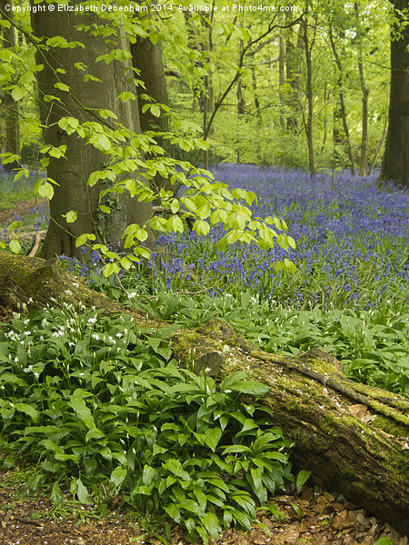 Bluebell Woodland in May  Picture Board by Elizabeth Debenham
