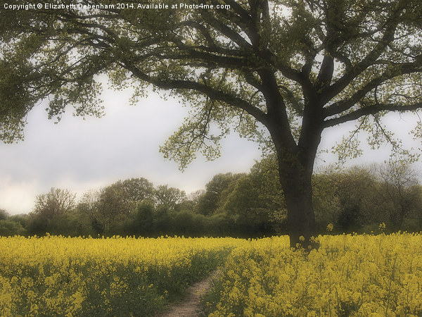 Oak Tree in a Field of Yellow Rapeseed. Picture Board by Elizabeth Debenham