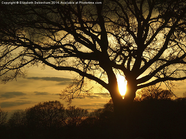 Silhouetted Oak Tree at Sunset Picture Board by Elizabeth Debenham