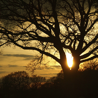Buy canvas prints of Silhouetted Oak Tree at Sunset by Elizabeth Debenham