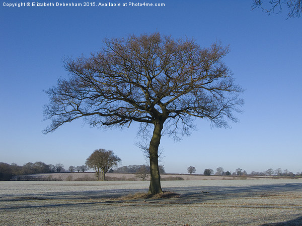  Oak in Hoar Frost with Blue Sky in the Chilterns Picture Board by Elizabeth Debenham
