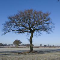 Buy canvas prints of  Oak in Hoar Frost with Blue Sky in the Chilterns by Elizabeth Debenham