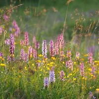 Buy canvas prints of  Wild Orchids in Late Evening Light by Elizabeth Debenham