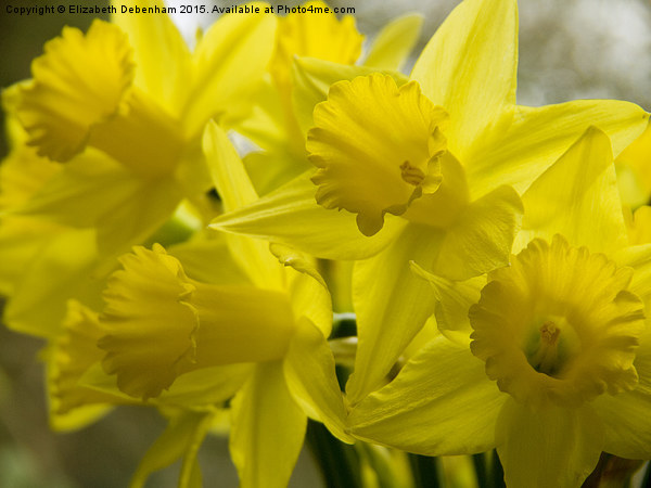  Daffodil Reveille Picture Board by Elizabeth Debenham