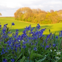 Buy canvas prints of  Bluebells on the verge with woodland view by Elizabeth Debenham