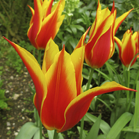 Buy canvas prints of  Flyaway Tulips at Chenies Manor Garden by Elizabeth Debenham