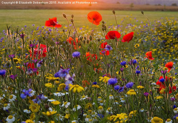  Wild Flowers in a July Sunset. Picture Board by Elizabeth Debenham