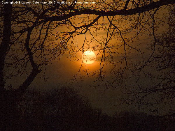  Sun suspended in the trees Picture Board by Elizabeth Debenham