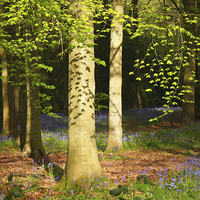 Buy canvas prints of Beech Woodland Canopy with leafy shadows  by Elizabeth Debenham