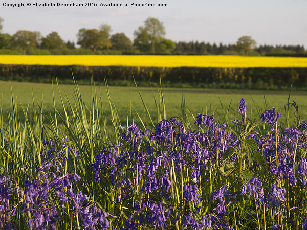 Bluebells and Yellow fields in May Picture Board by Elizabeth Debenham