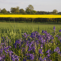 Buy canvas prints of Bluebells and Yellow fields in May by Elizabeth Debenham