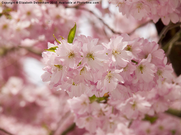  Pink Prunus Blossom Picture Board by Elizabeth Debenham
