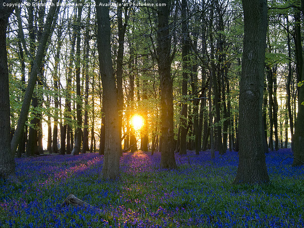  That Magic Moment in the Bluebell wood Picture Board by Elizabeth Debenham